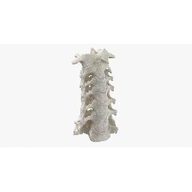 3D Real Human Neck Cervical Vertebrae C1 to C7 Bones With Intervertibral Disks 01 White